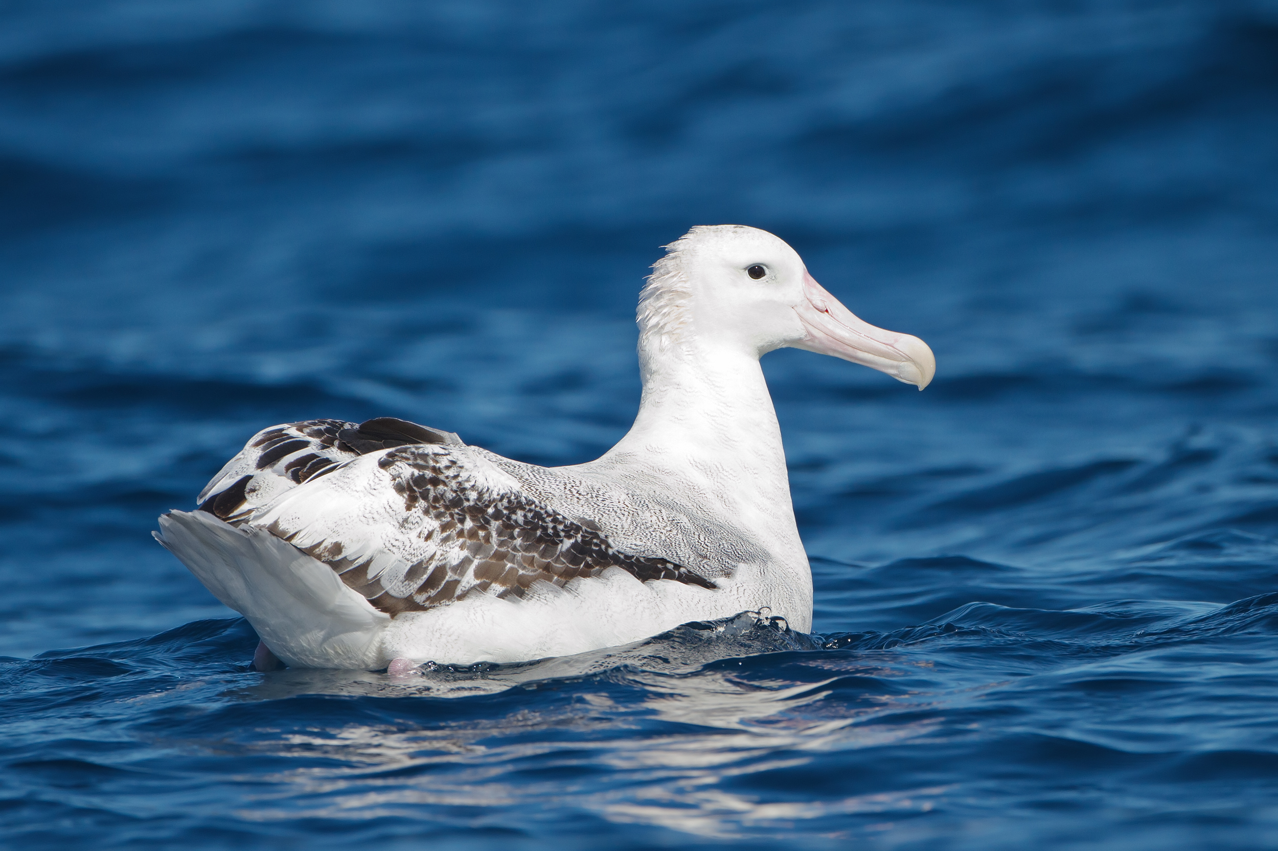 The snowy albatross: Masters of the Southern Ocean skies | One Earth